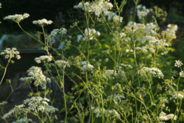 Pimpinella majorGrote bevernel bestellen